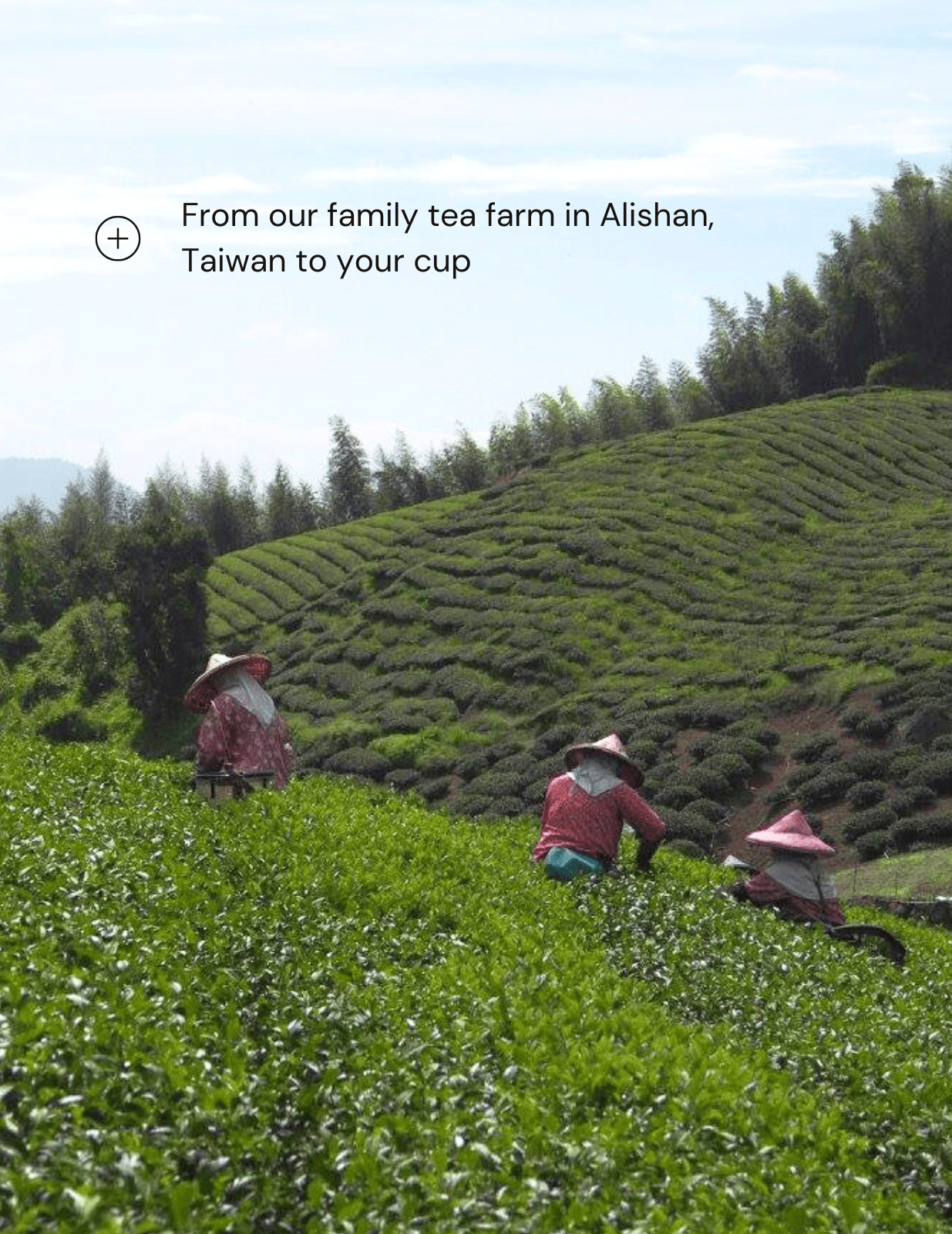 Spring Glow High Mountain Oolong Tea