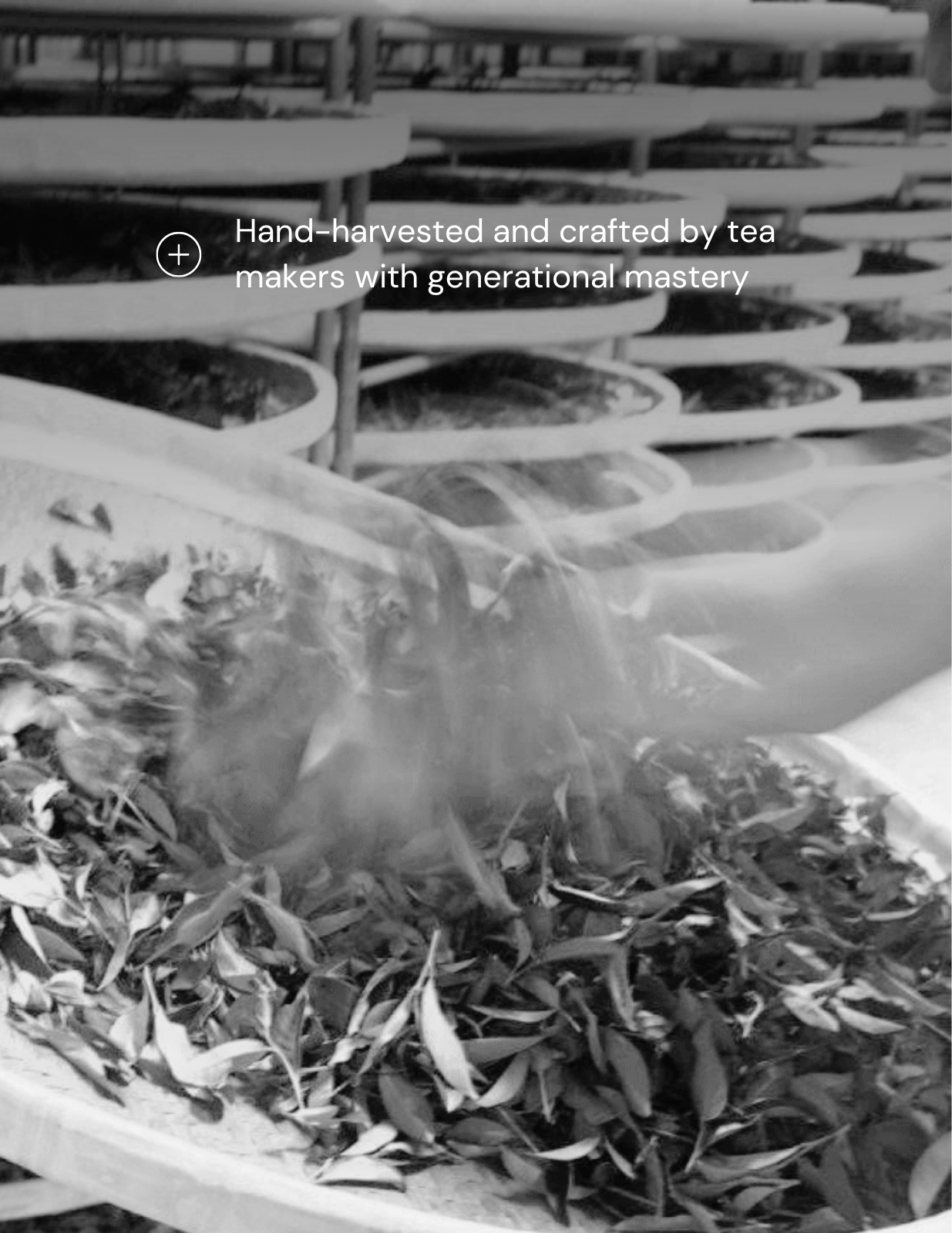 Spring Glow High Mountain Oolong Tea