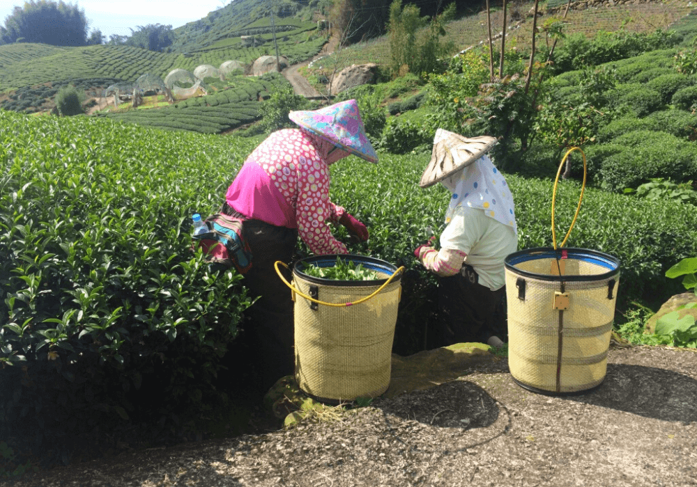 Chimney & Tea Oolong Black Tea Red Oolong Sunset Stroll