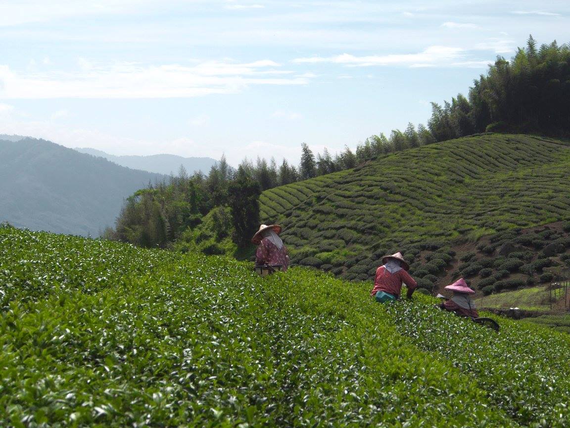 Chimney-tea-oolong-tea-farm-taiwan