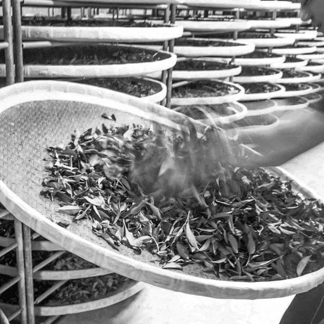 hand processing oolong tea